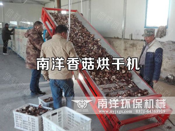 香菇烘干機(jī)使用現(xiàn)場